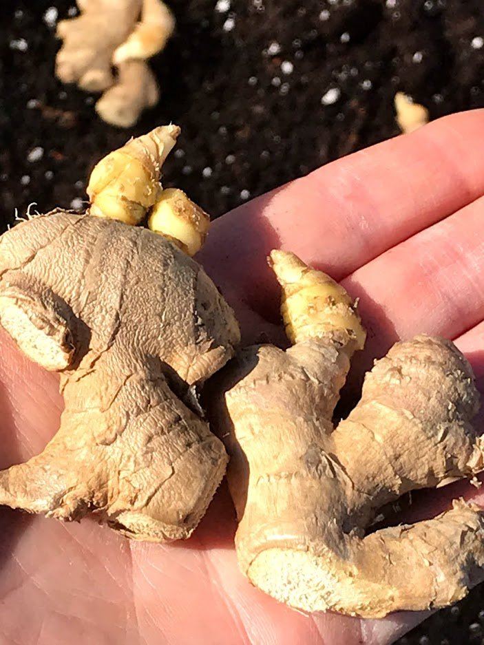 Grow Ginger and Turmeric in Marginal Zones | Garden Outside The Box