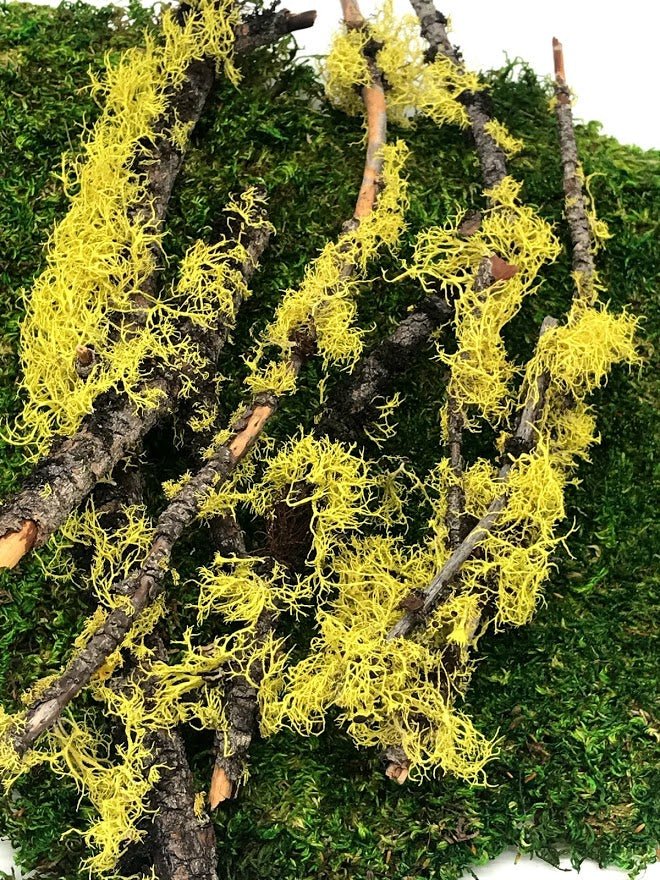 Terrarium Supplies Garden Outside The Box