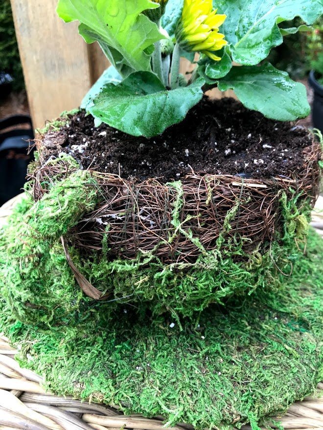 6" Coffee Cup Planter Natural MOSS & Wicker Garden Outside The Box