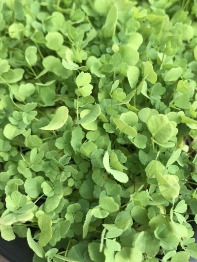 Alfalfa Microgreens - Organic - Garden Outside The Box