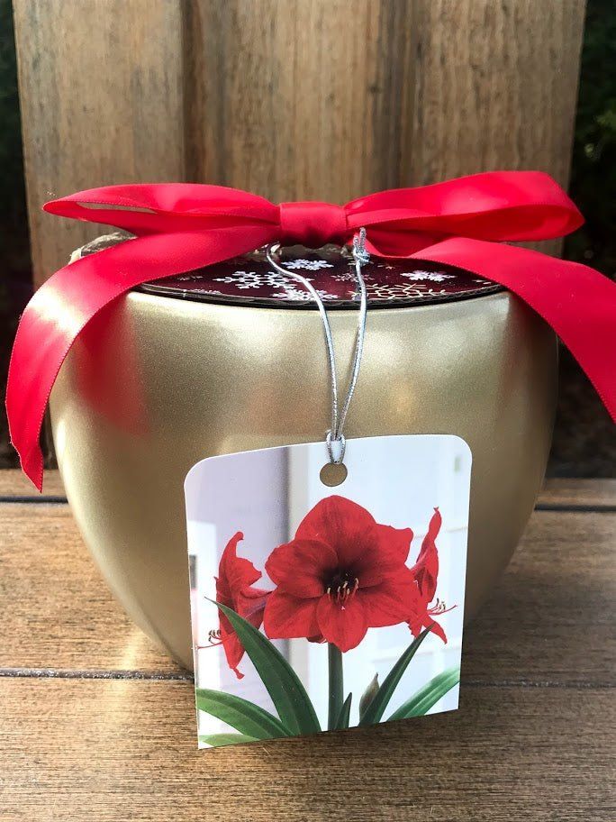 Amaryllis Grow Kit - Gold Planter / Red Flower - Garden Outside The Box
