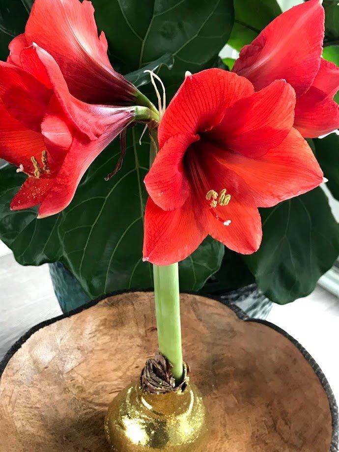 Amaryllis SNOW dipped Red - No water needed! - Garden Outside The Box