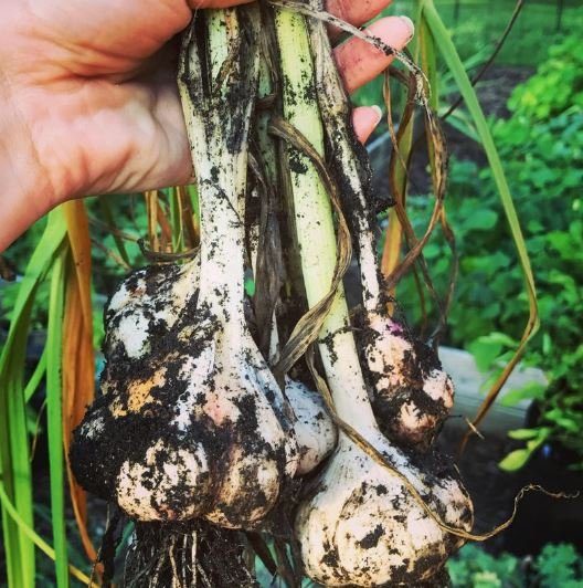 Artichoke Garlic Seed - California Early - XL Harvest - Garden Outside The Box