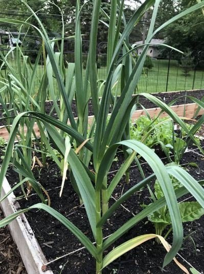 Artichoke Garlic Seed - California Early - XL Harvest - Garden Outside The Box
