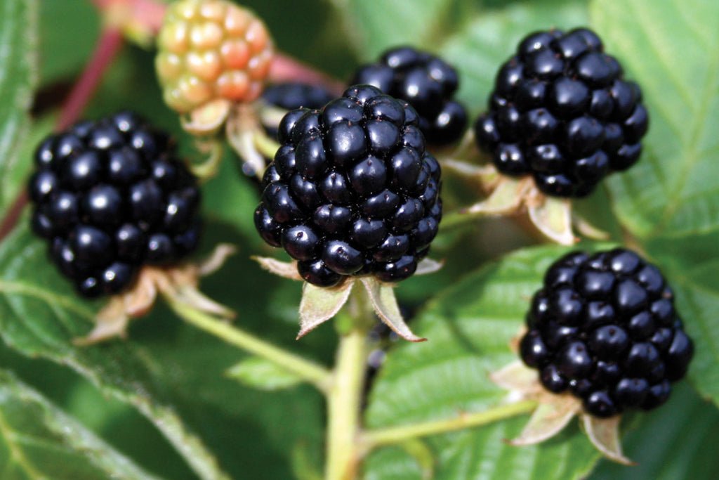 Thornless Blackberry Chester Variety
