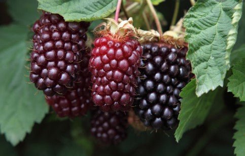 Boysenberry Bare Root Plant