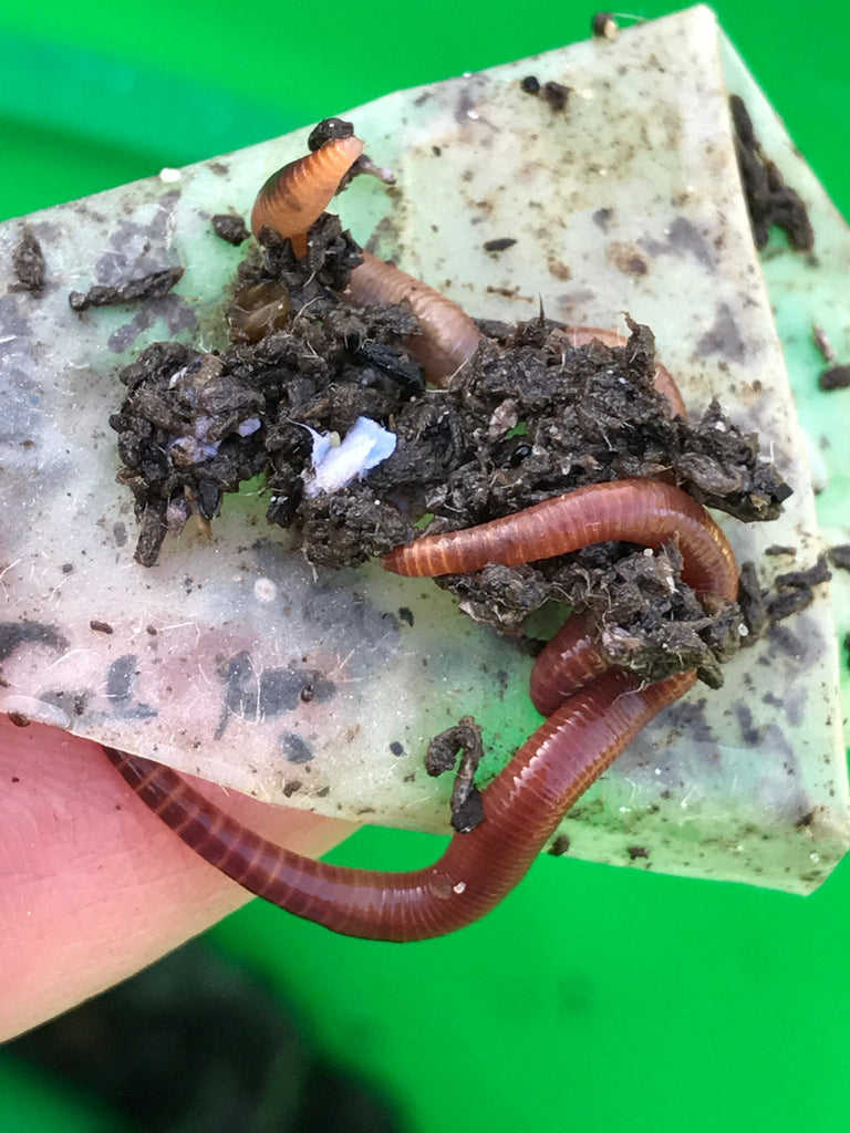 Composting Worms - Garden Outside The Box