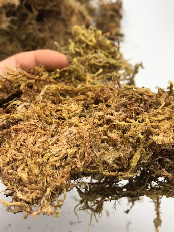 Dried Textural Sphagnum Moss