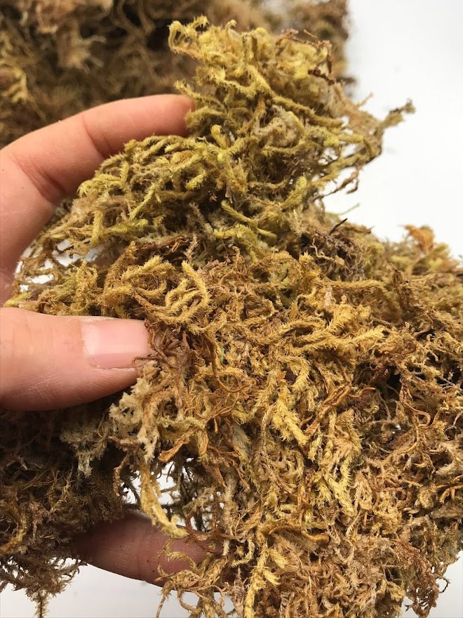 Dried Textural Sphagnum Moss