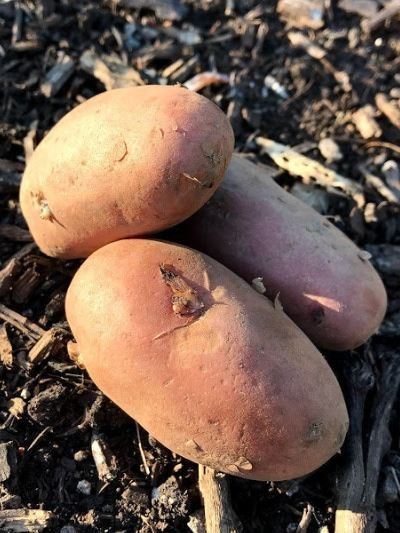 Fingerling Seed Potatoes - French Fingerling - Garden Outside The Box