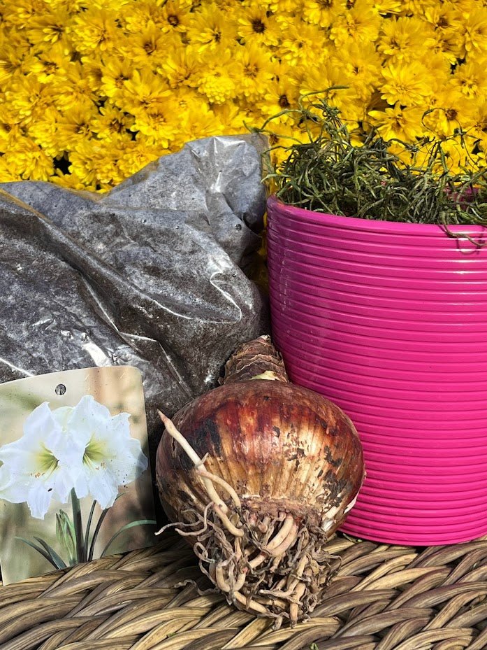 Fuchsia Ceramic Planter with Amaryllis Grow Kit 