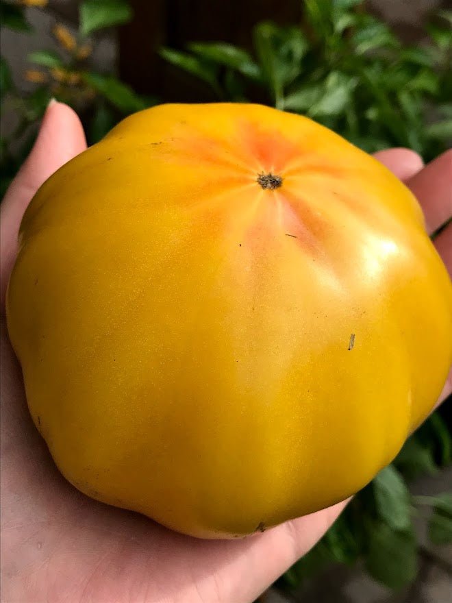 Yellow Brandywine Heirloom Tomato