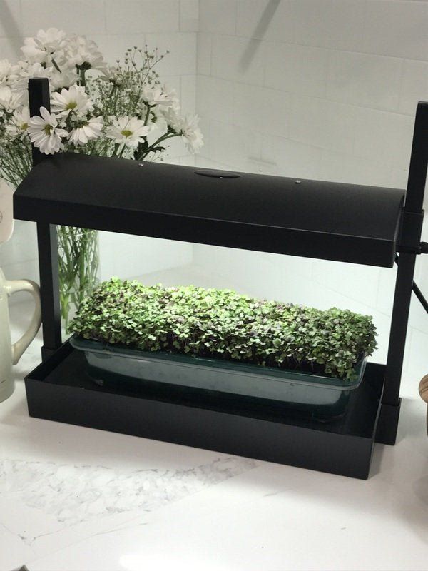 LED Microgreen Grow System - Everything you Need! - Garden Outside The Box