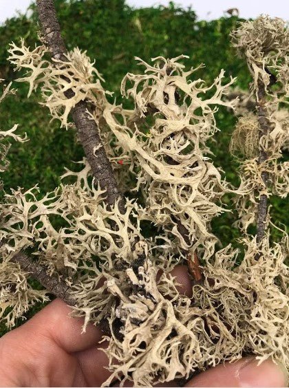 Lichen Branches for Terrarium Project