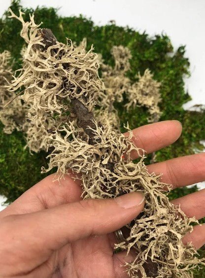 Lichen Branches for Terrarium Project