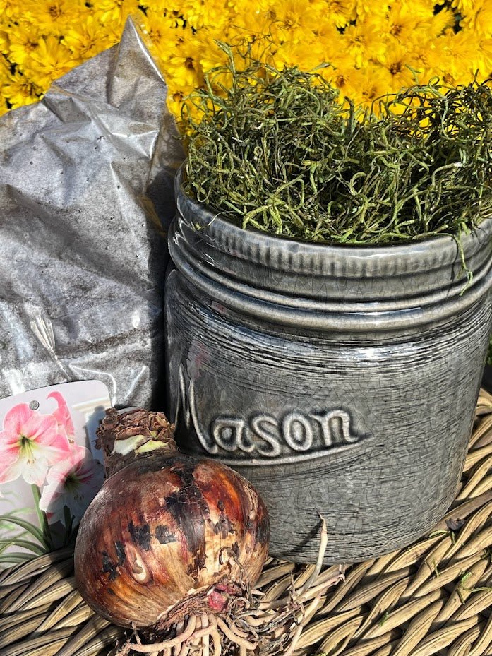 Ceramic Mason Jar Amaryllis Planter