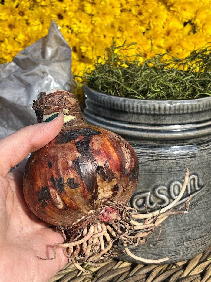 Ceramic Mason Jar Amaryllis Planter