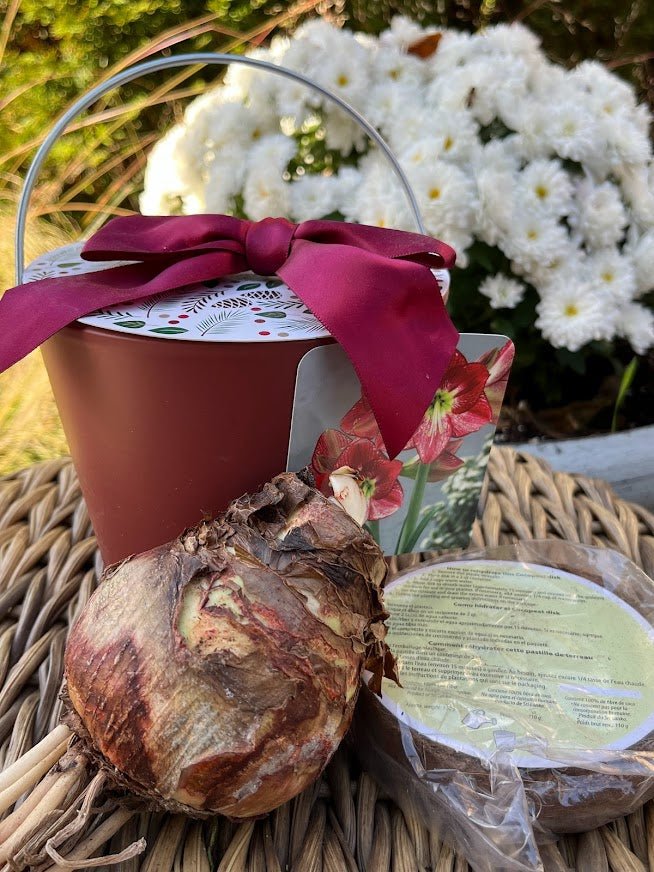 Amaryllis Grow Kit in Burgundy Ceramic Planter