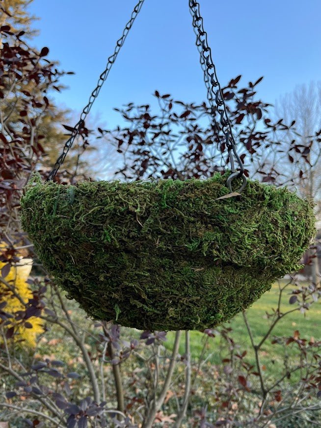 12" MOSS Hanging Basket Garden Outside The Box