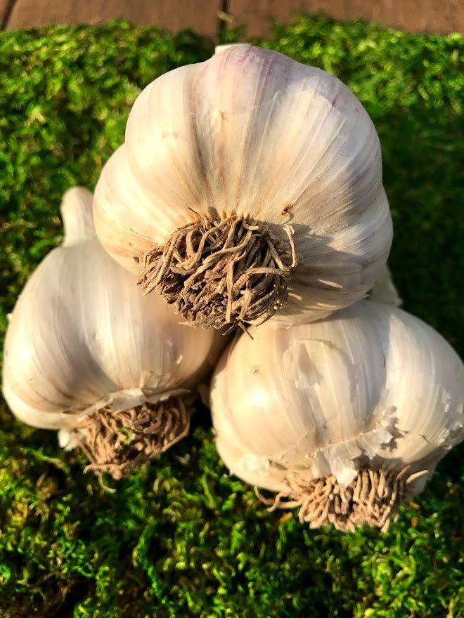Porcelain Garlic Seed - German White 1/2 lb - Garden Outside The Box