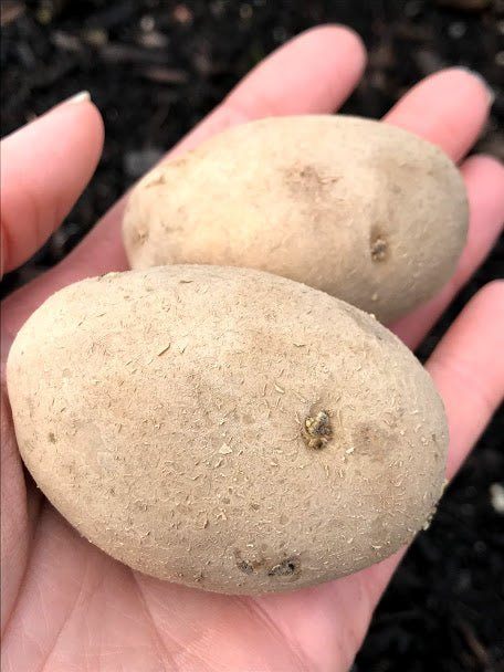 Seed Potatoes - German Butterball - Garden Outside The Box