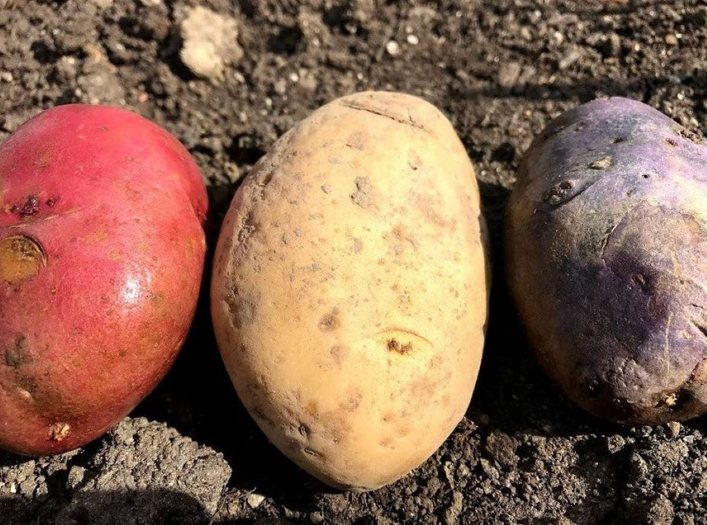 Seed Potatoes - Red White & Blue Mix OG - Garden Outside The Box