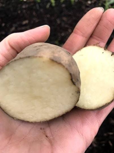Seed Potatoes - Russet Norkotah OG - Garden Outside The Box