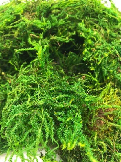 Preserved Sphagnum Moss