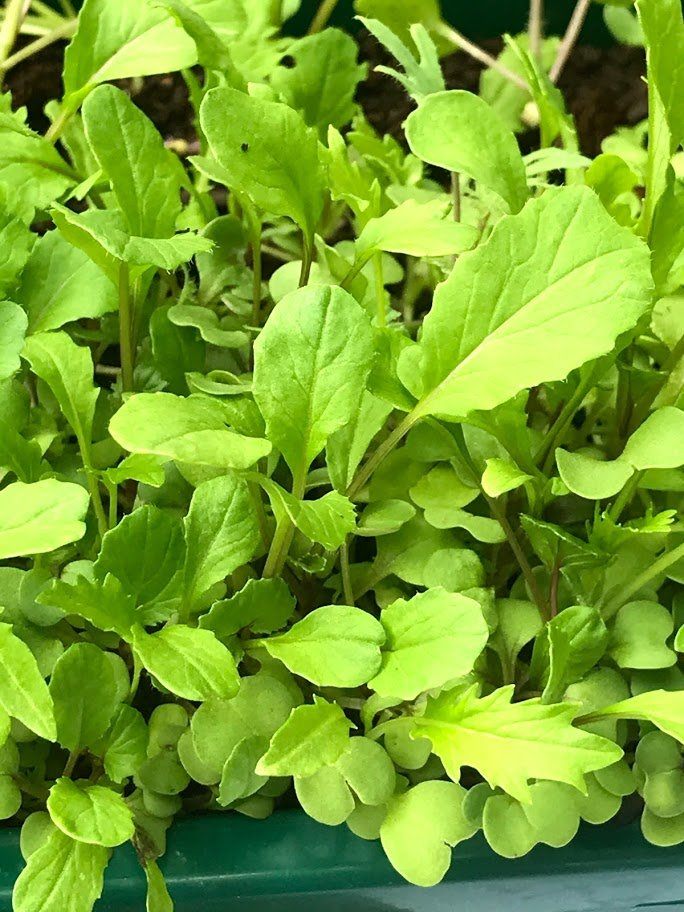 Spicy Mix Microgreens - Garden Outside The Box