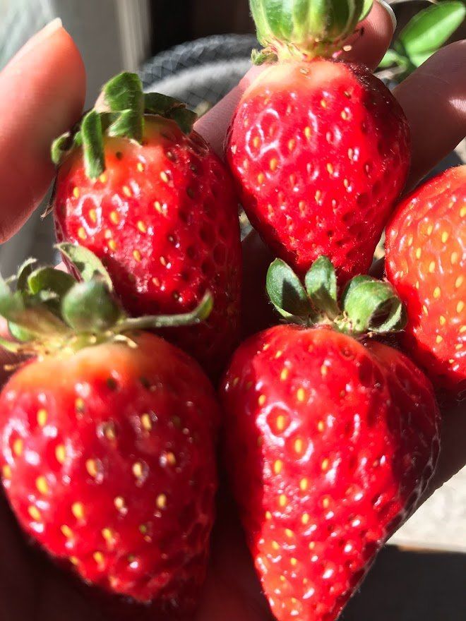 Strawberries - Ever Bearing - Garden Outside The Box