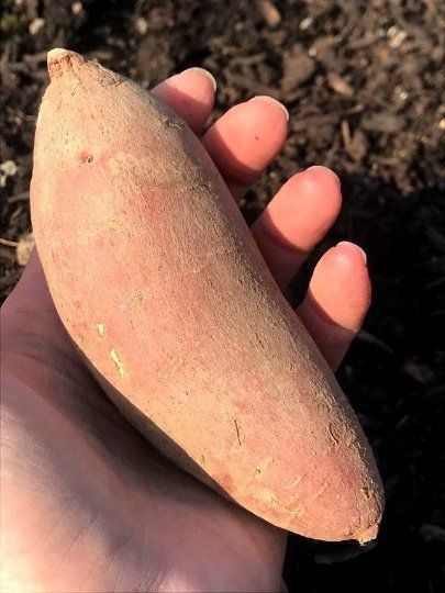 Sweet Potato for Slips - Garden Outside The Box