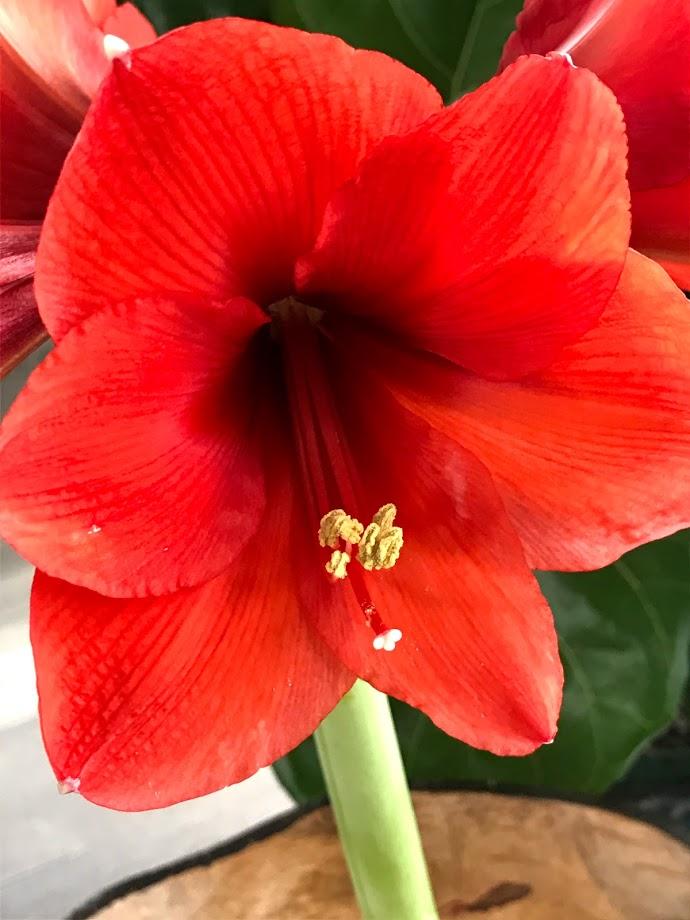 Wax Amaryllis RED Glitter dipped - No water needed! - Garden Outside The Box