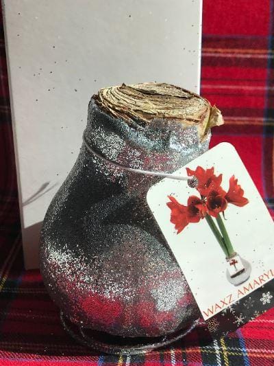 Wax Amaryllis SILVER Glitter dipped - No water needed! - Garden Outside The Box