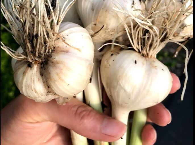 Grow, Harvest, and Cure GARLIC - The Fall Crop | Garden Outside The Box