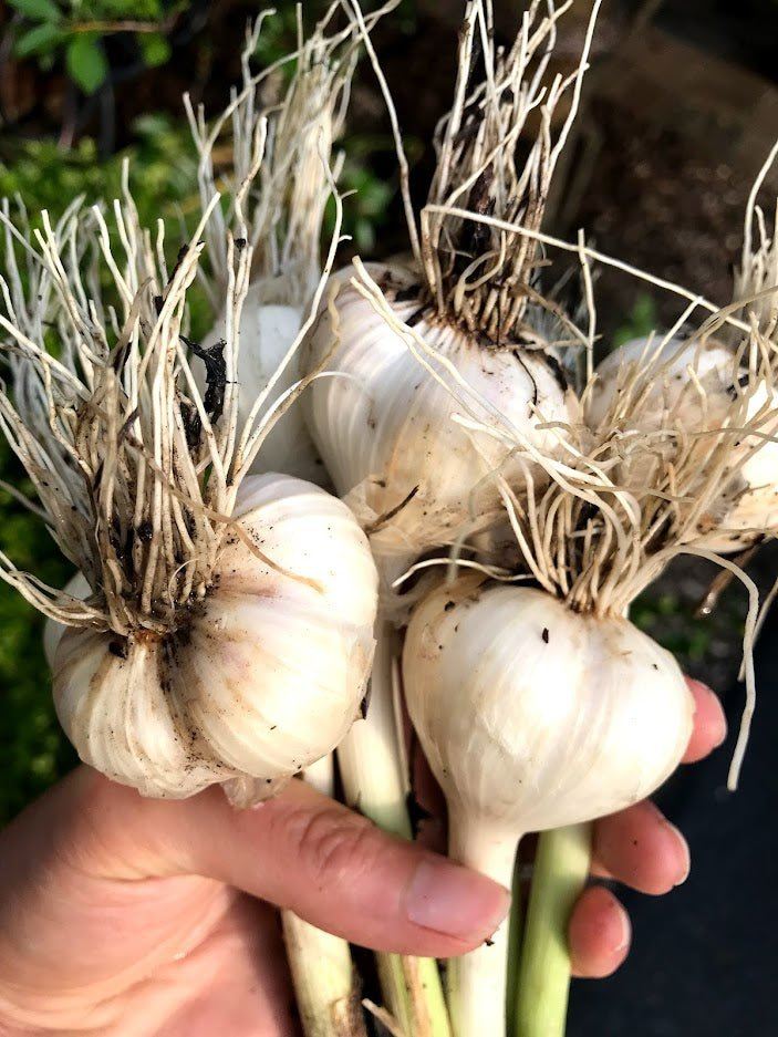 Garlic | Garden Outside The Box