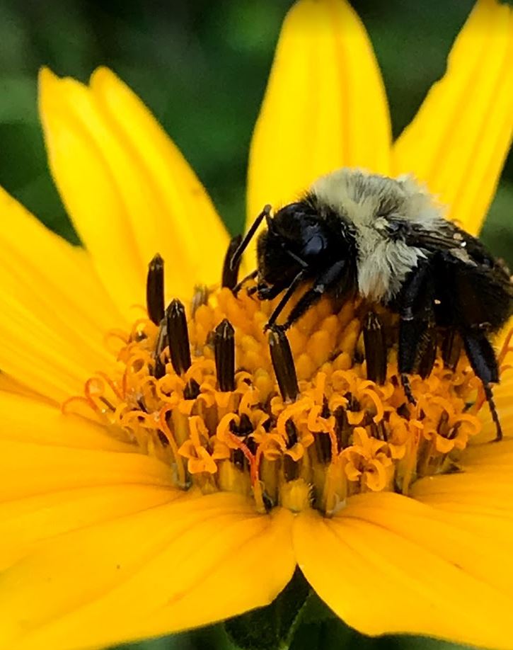 Pollinators | Garden Outside The Box