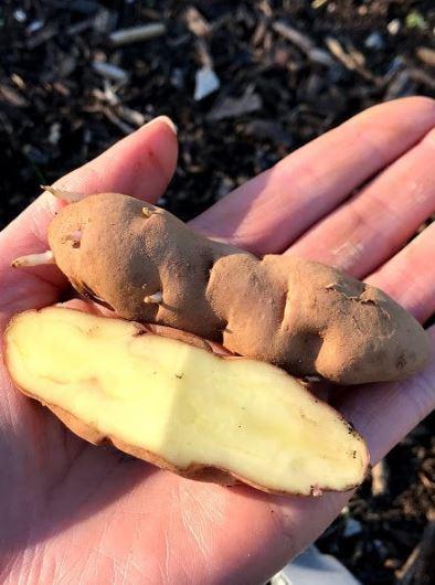 Potato Seed | Garden Outside The Box