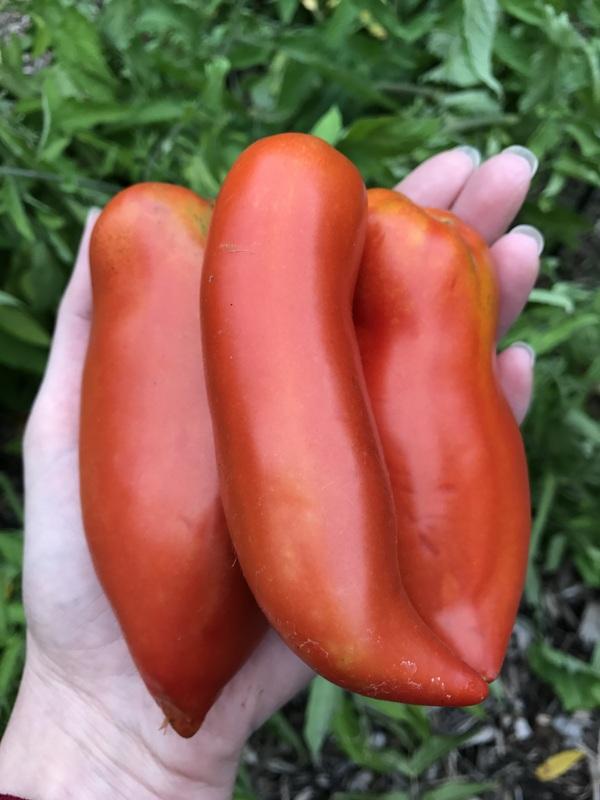 Gilbertie Heirloom Tomatoes