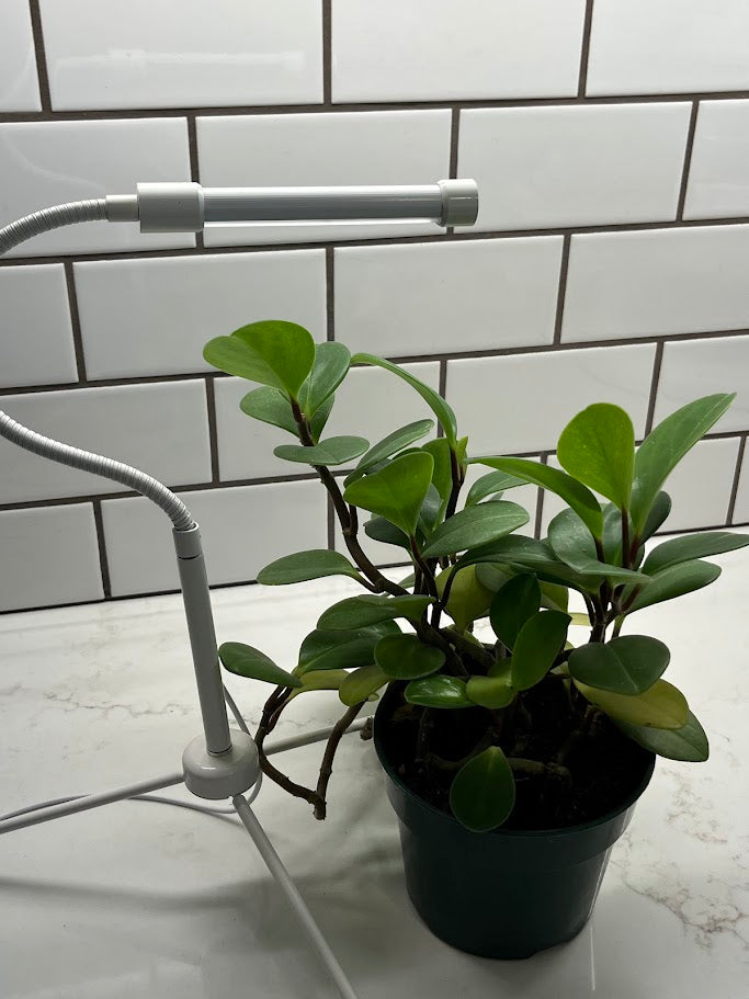 Plant Light with Potted Plant