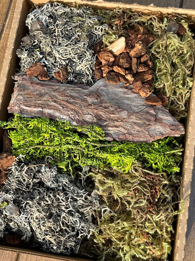Box containing various types of moss and a piece of wood