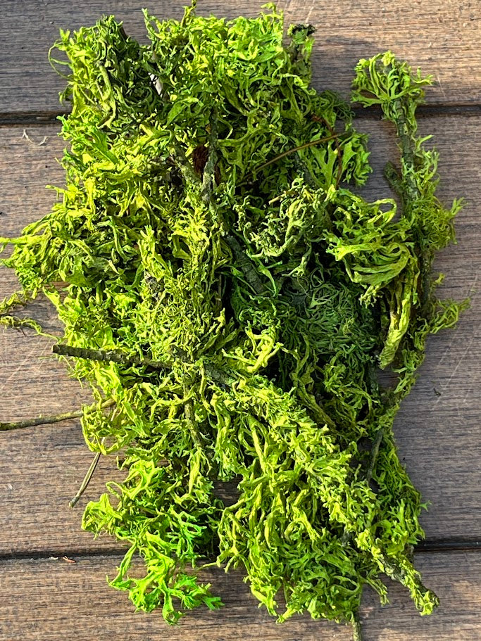 Green moss on a wooden surface