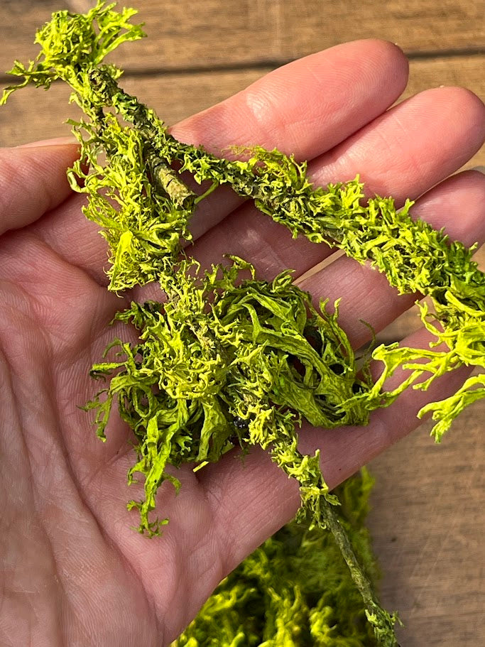 Hand holding a piece of green moss against a wooden background
