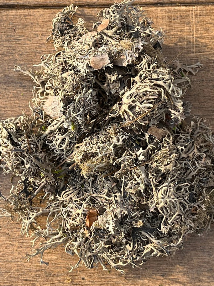 Clumps of dried reindeer moss on a wooden surface