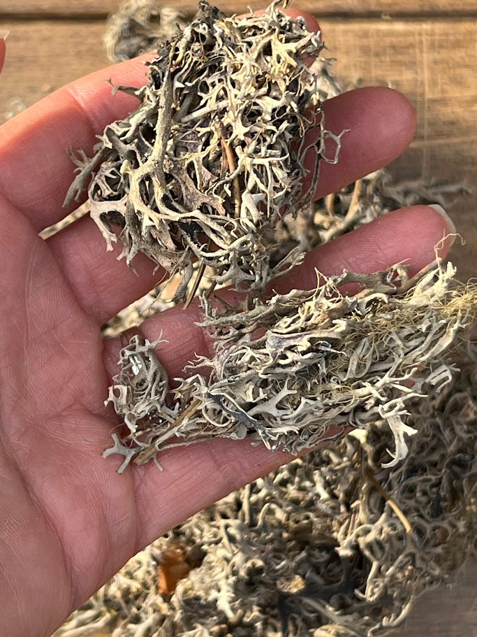 Hand holding a small amount of dried lichen against a wooden background