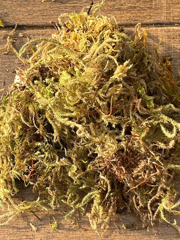 Moss on a wooden surface