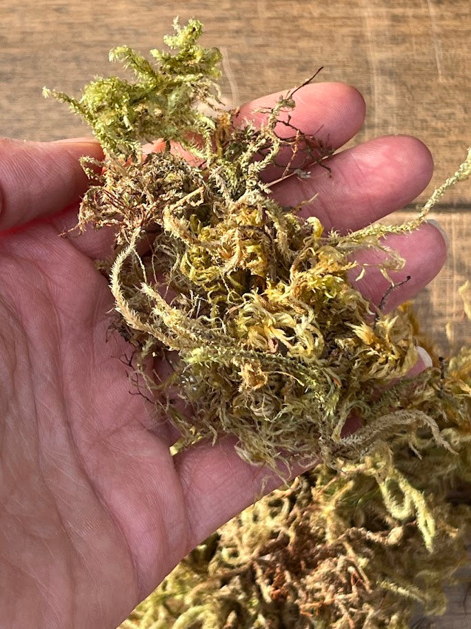 Hand holding a clump of green moss on a wooden surface