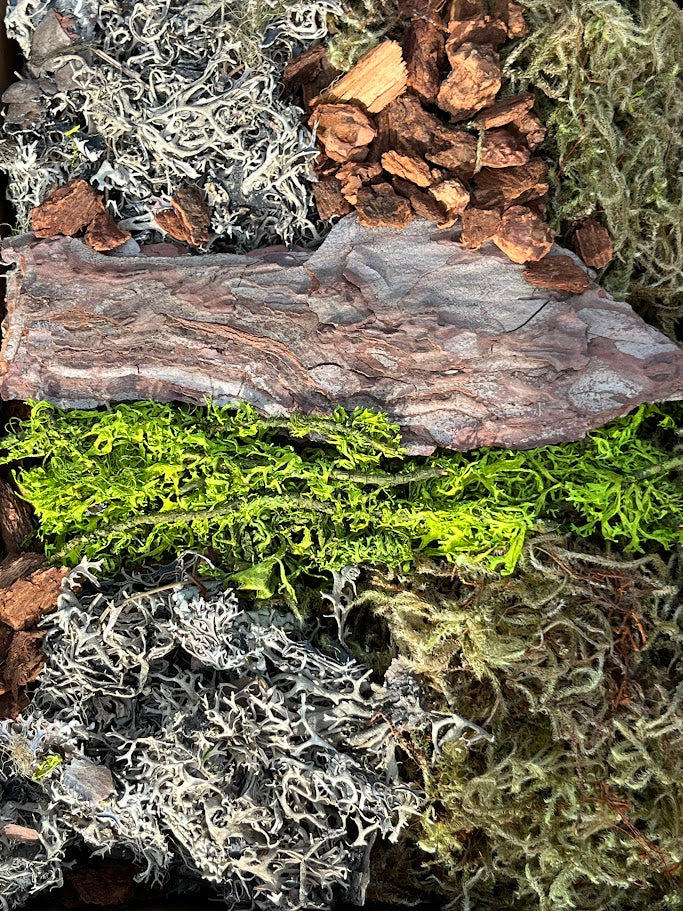 Close-up of lichen and moss on a rock surface