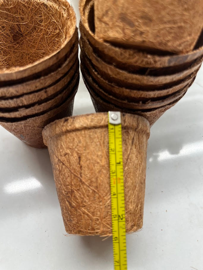 Coconut coir pots with a measuring tape for scale on a white background