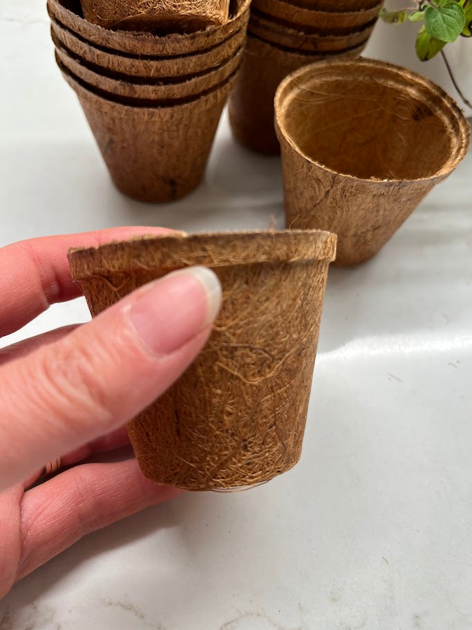 Hand holding a small brown biodegradable pot on a light surface with more pots in the background.