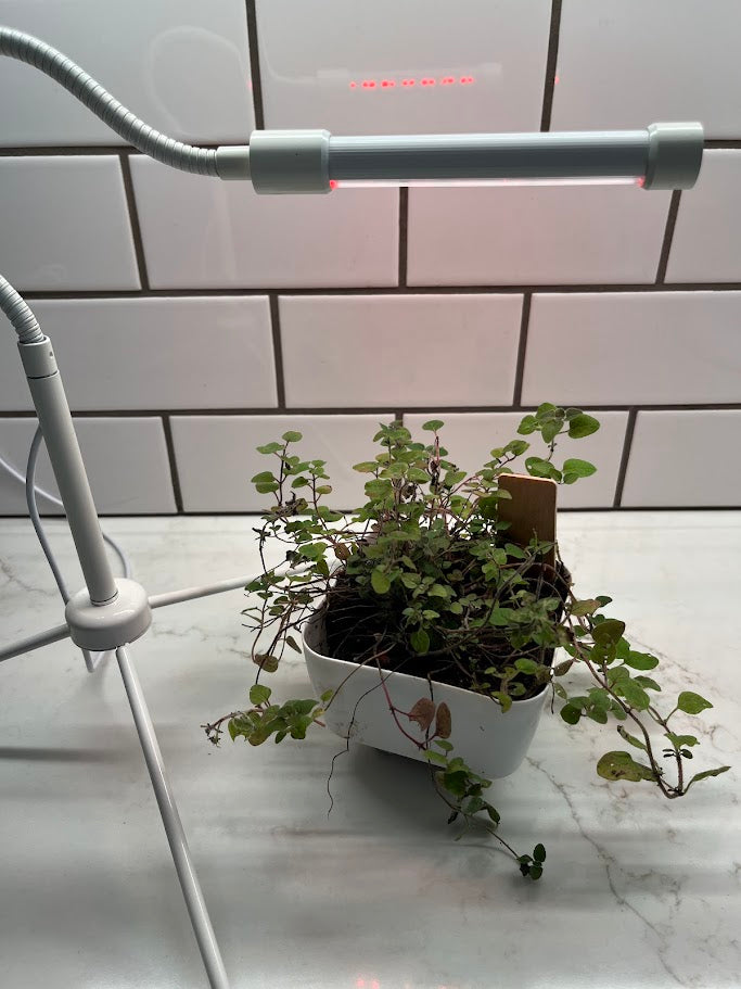 Potted plant under a white LED grow light on a tiled kitchen counter.
